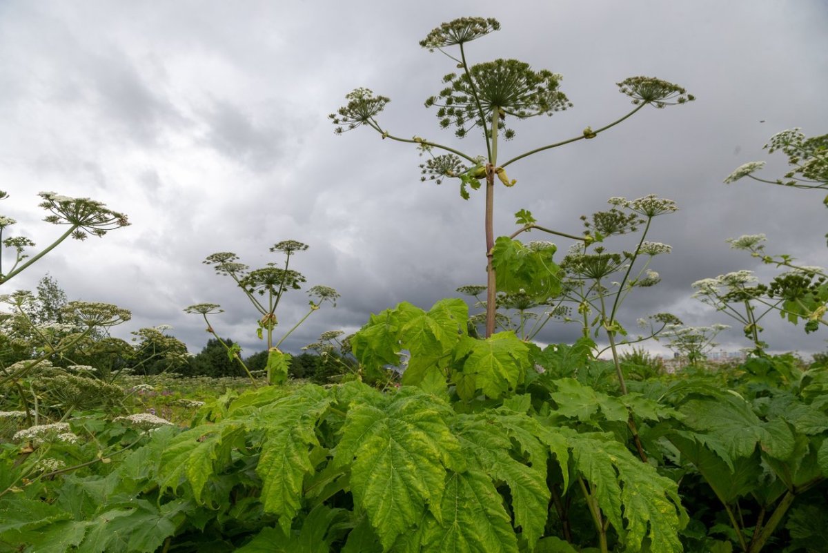 Борщевик Сосновского