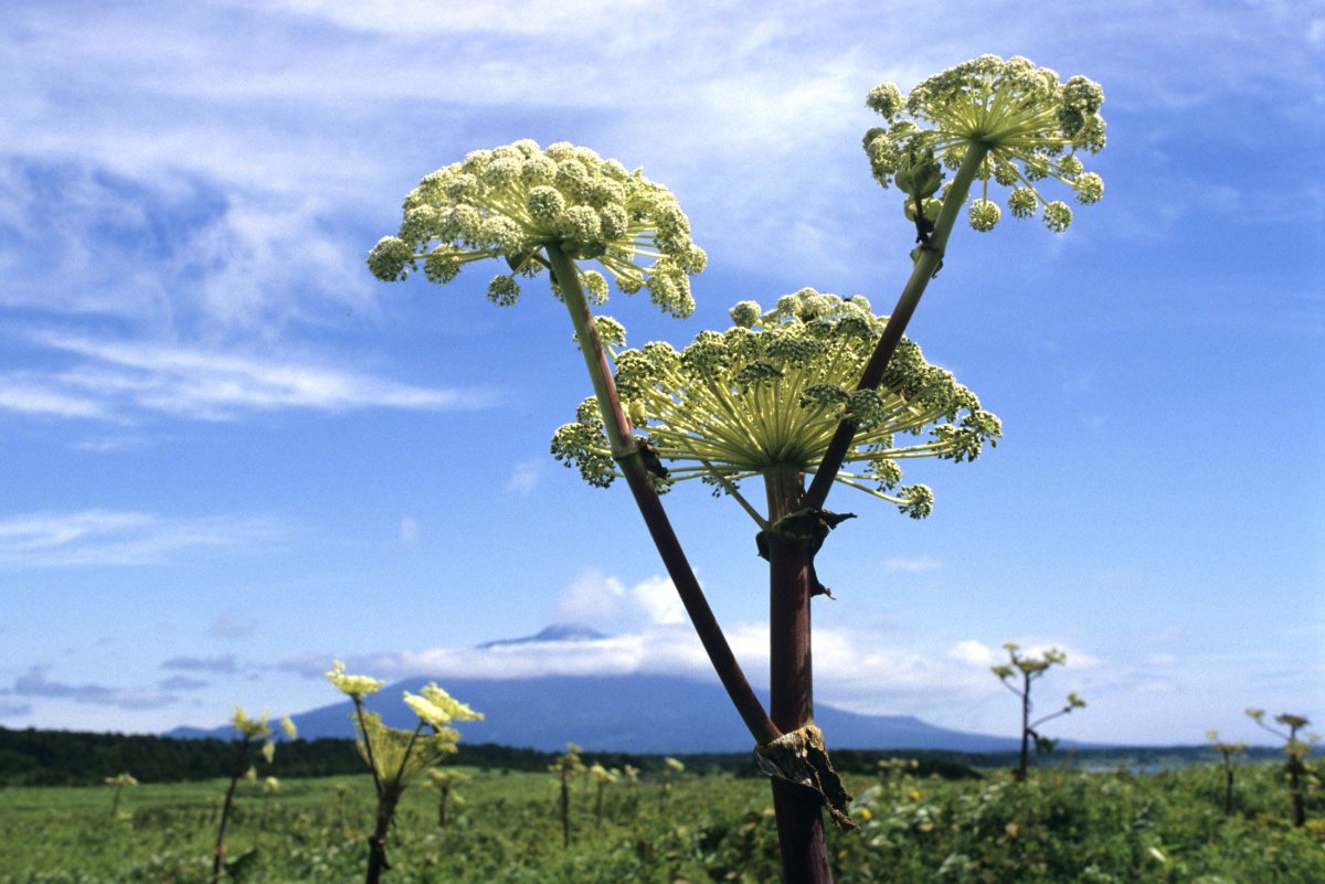Средства от ожогов кожи борщевиком