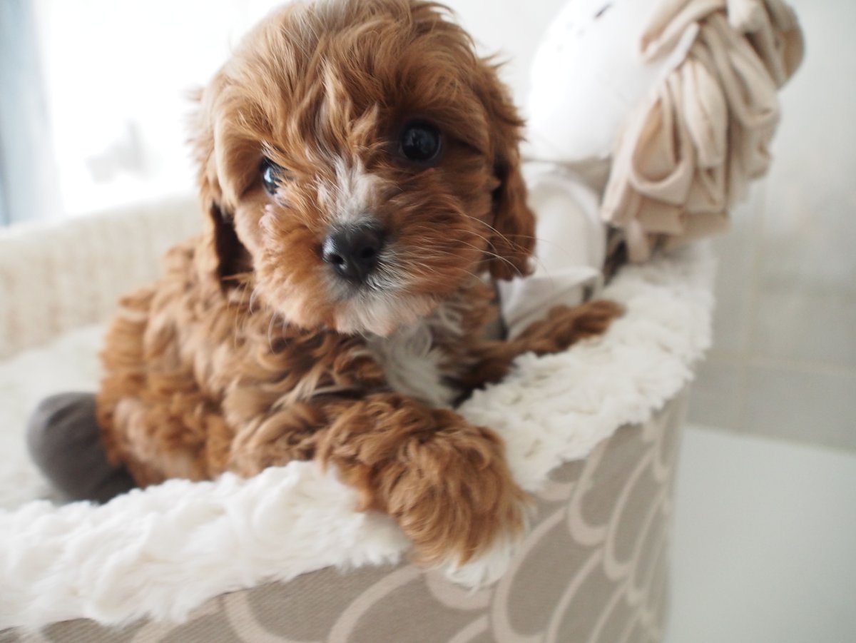 Мальтипу взрослая собака