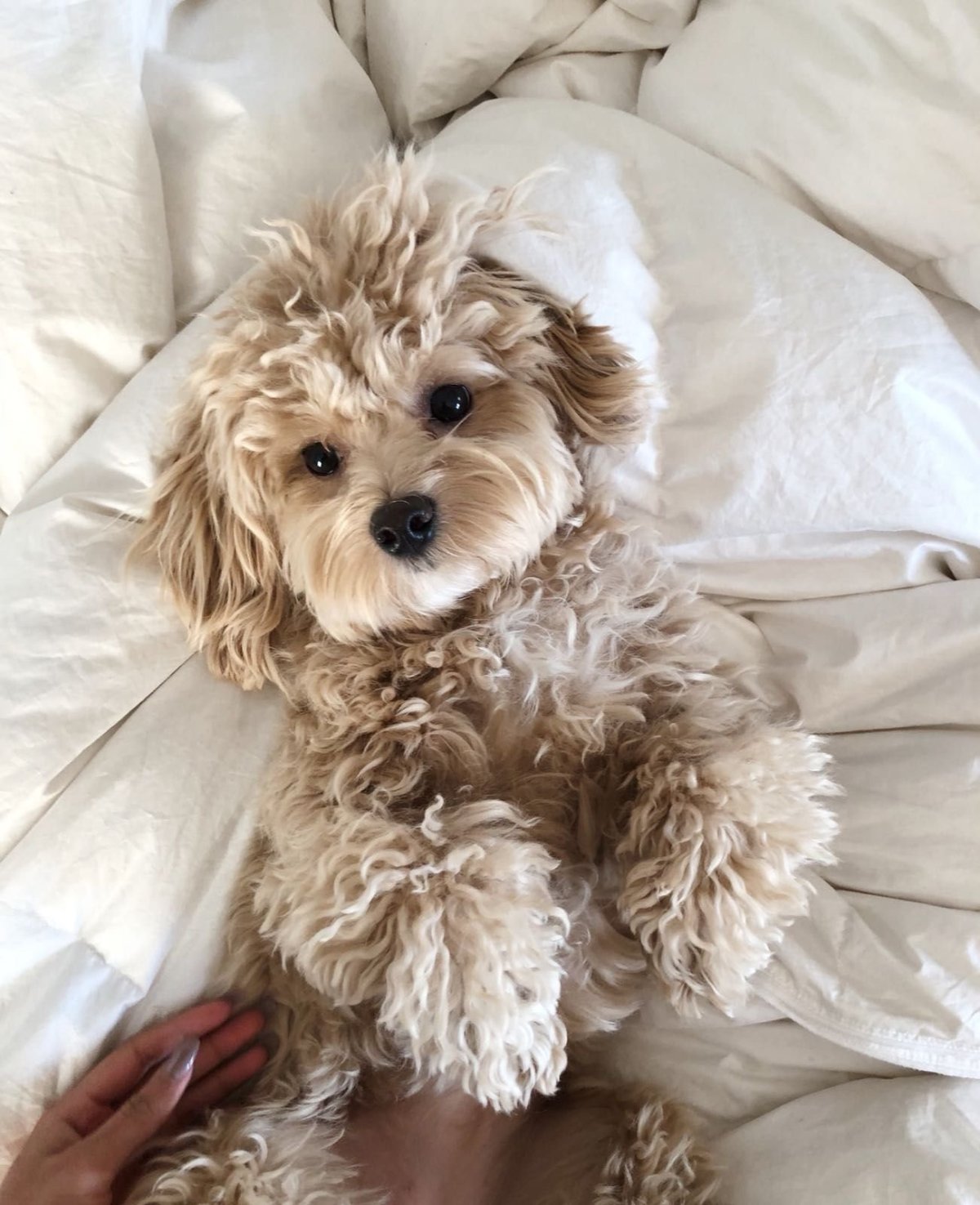 Карликовый пудель мальтипу