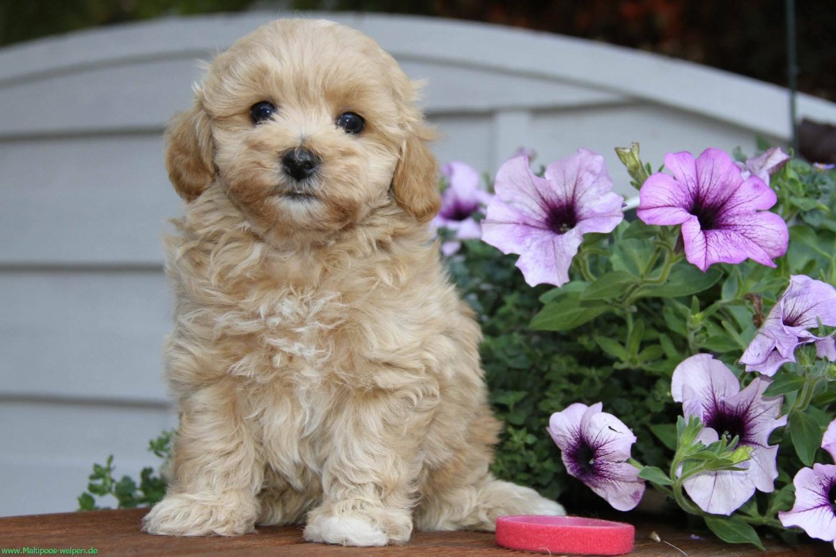 Карликовый пудель мальтипу