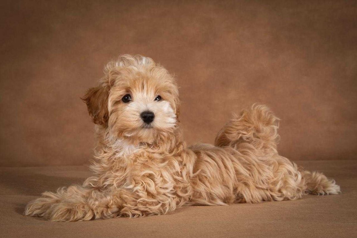 Мальтипу ред Браун