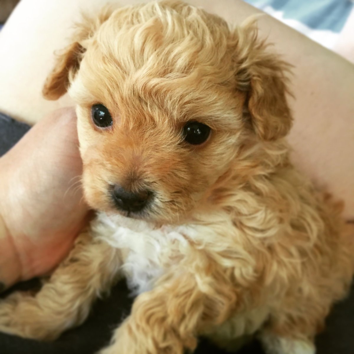 Мальтипу Фантом