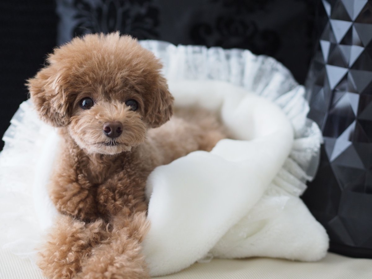 Той пудель мини