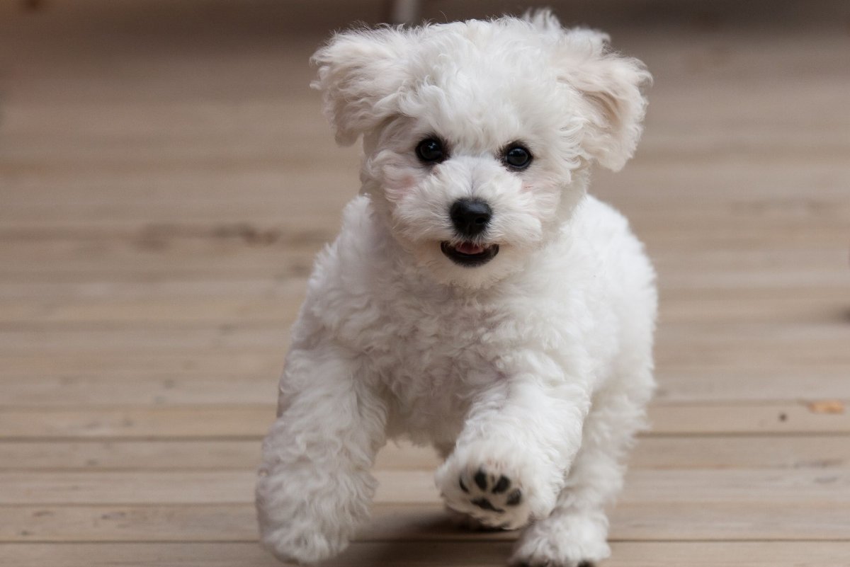 Мальтийская болонка мальтипу