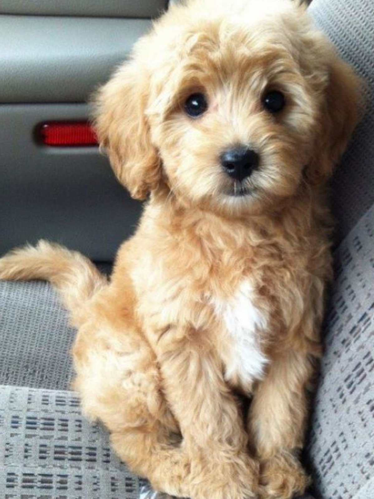 Пудель мальтипу