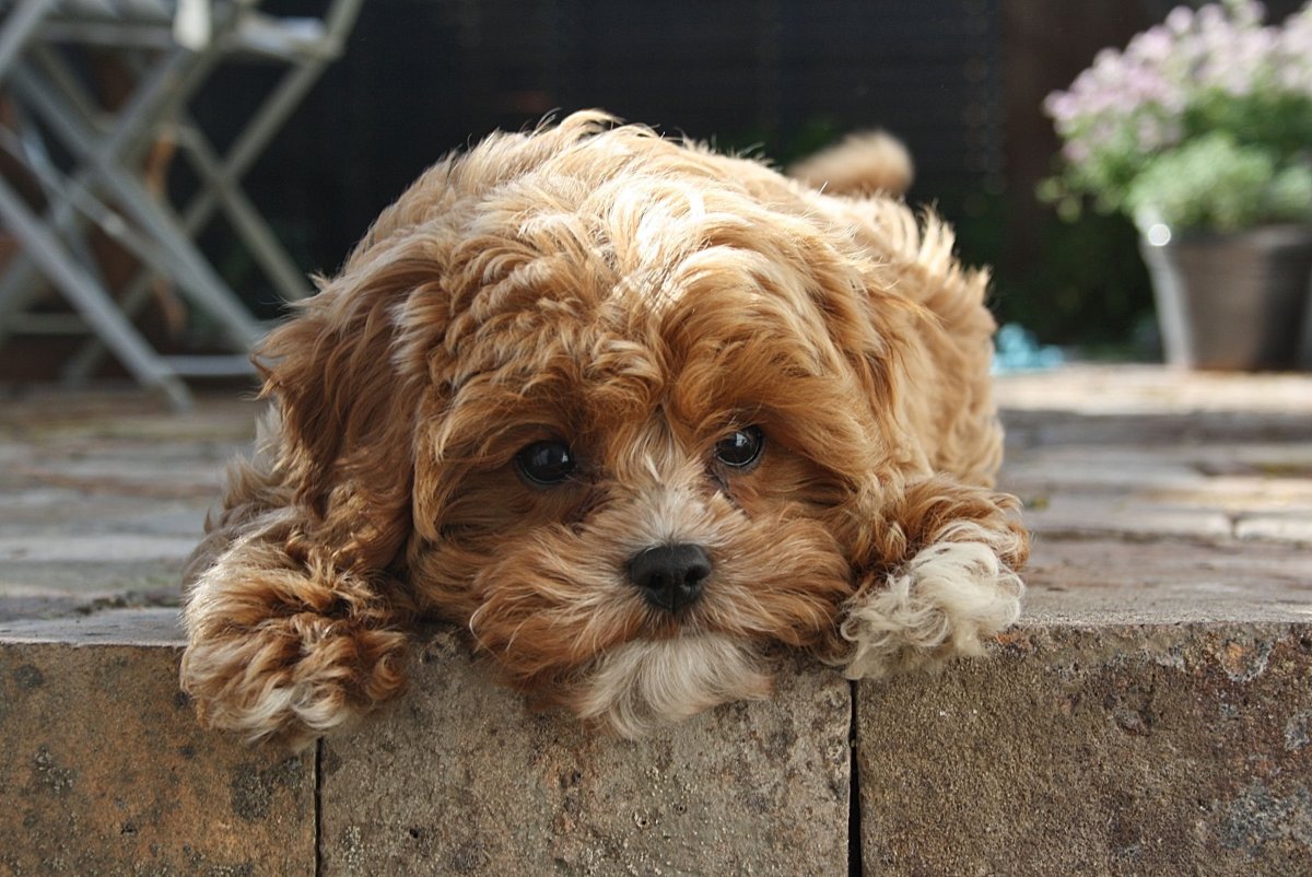 Пудель мальтипу