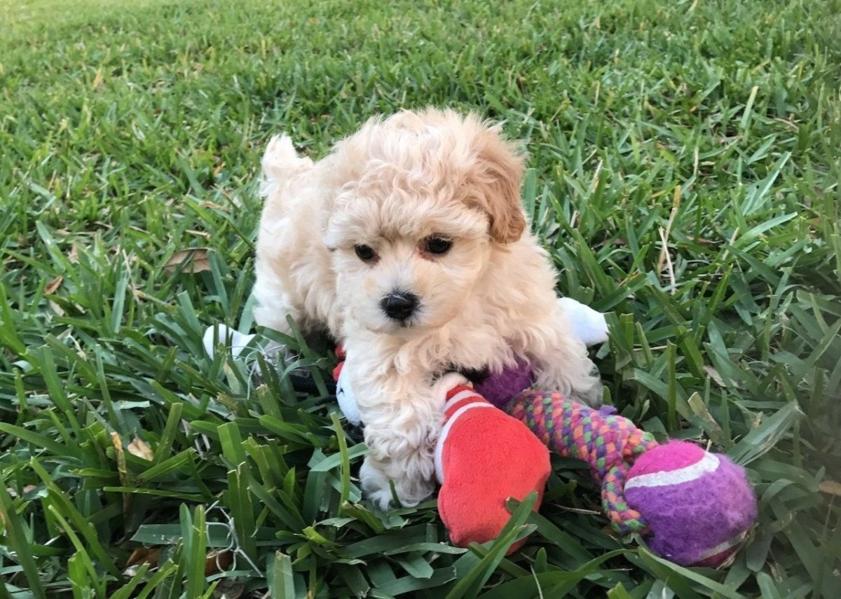 Мальтипу собака