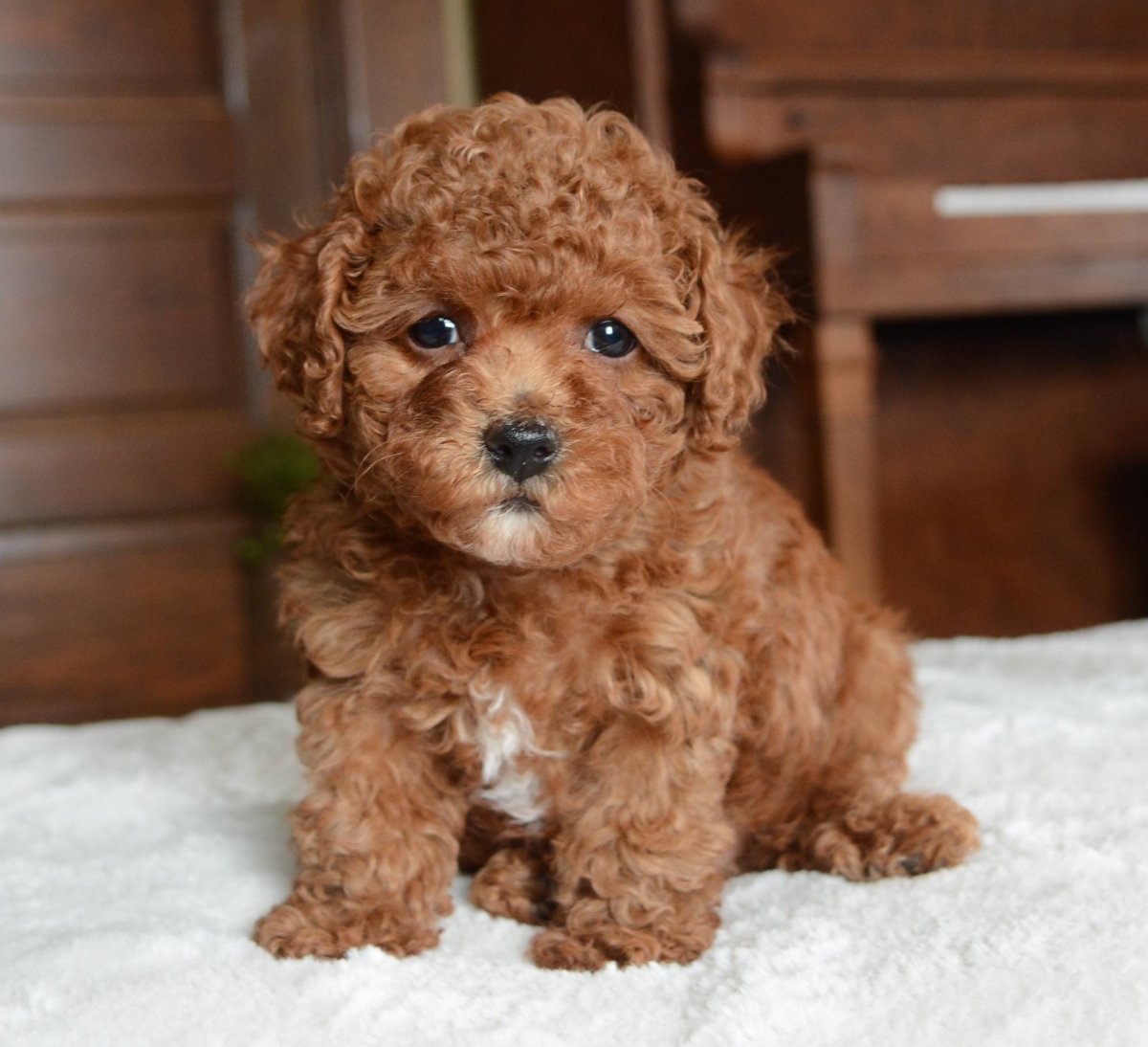 Мальтийская болонка мальтипу