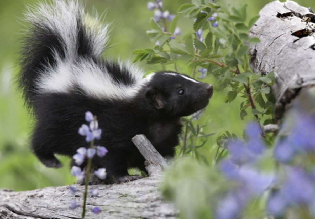 Скунс камера