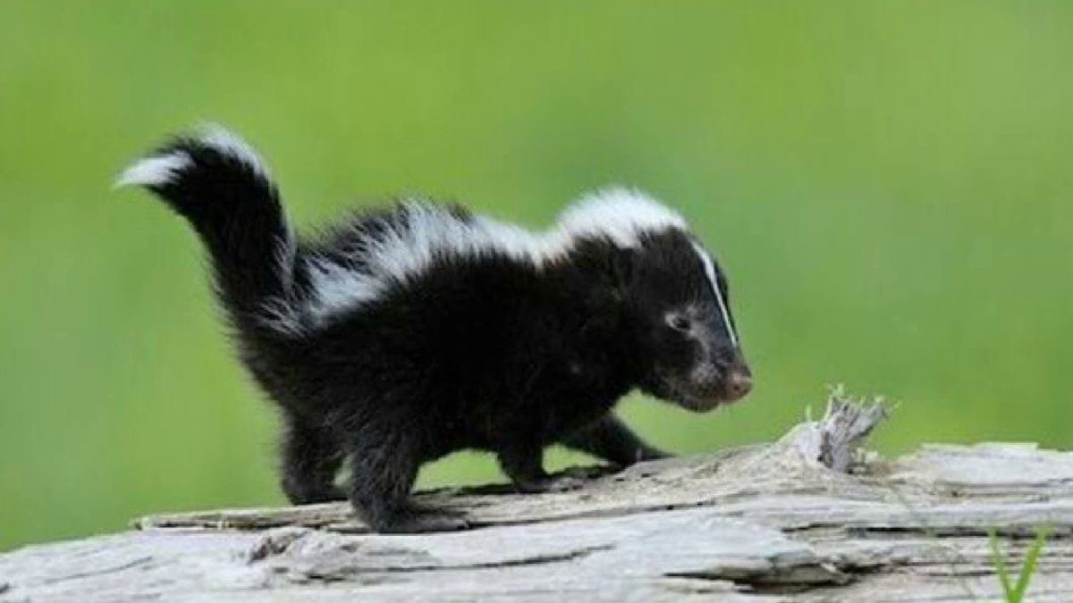 Восточный пятнистый скунс
