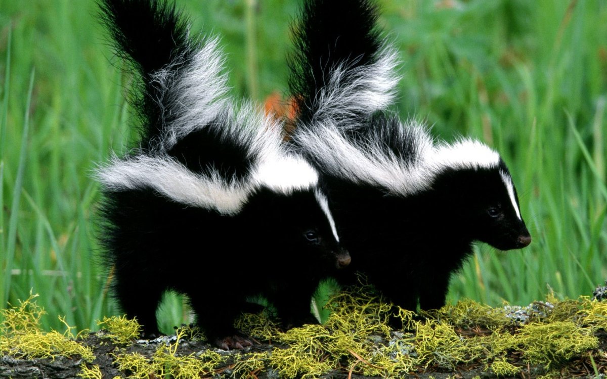 Скунс и барсук