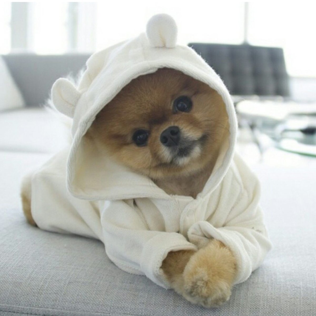 Померанский шпиц jiffpom белый