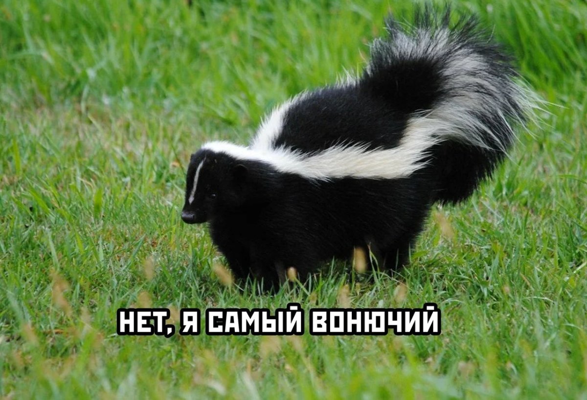 Патагонский скунс