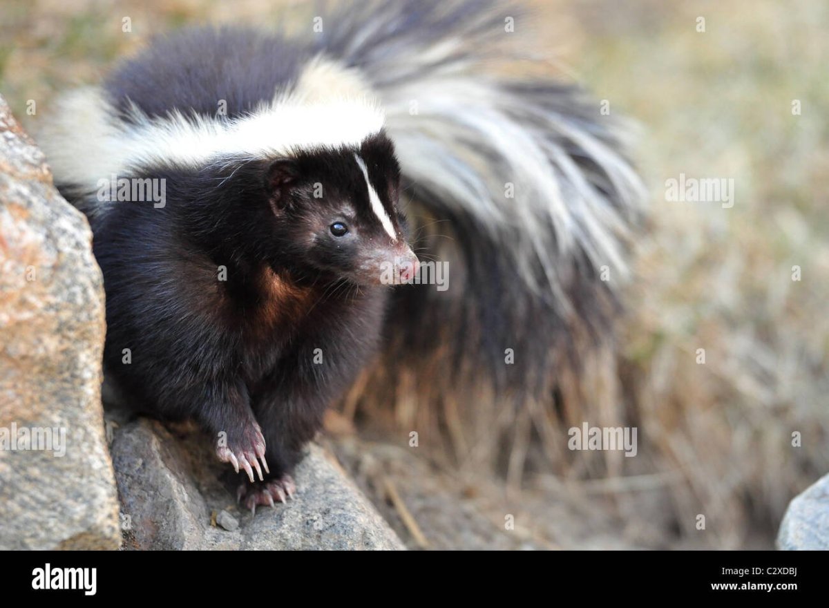 Американский скунс