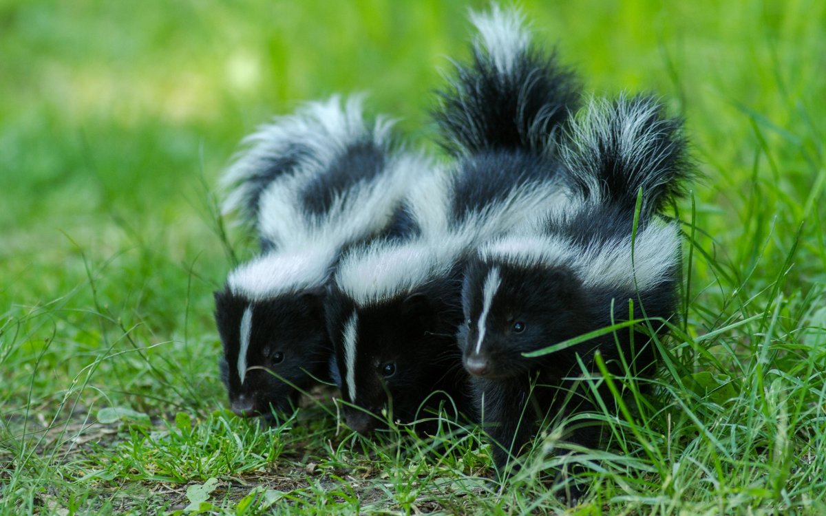 Полосатый скунс