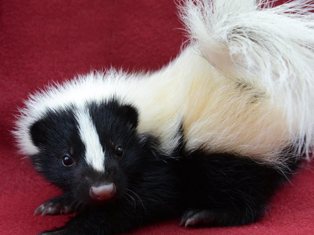 Малый скунс