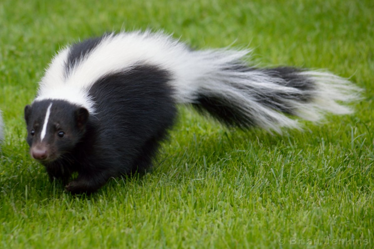 Скунсы ареал