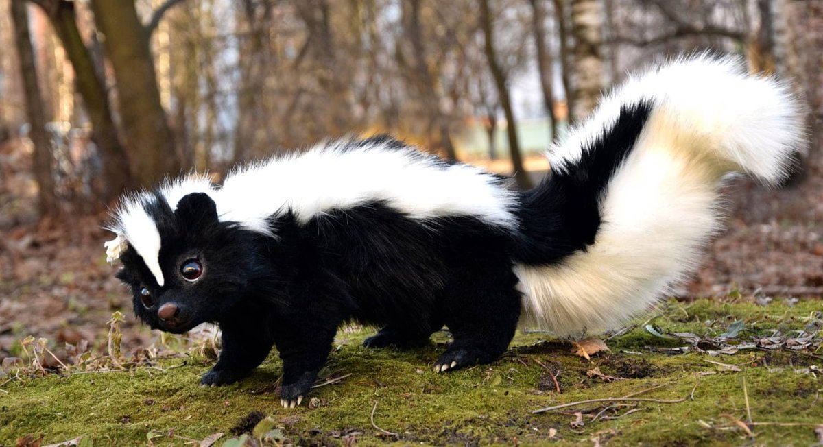 Животные леса скунс