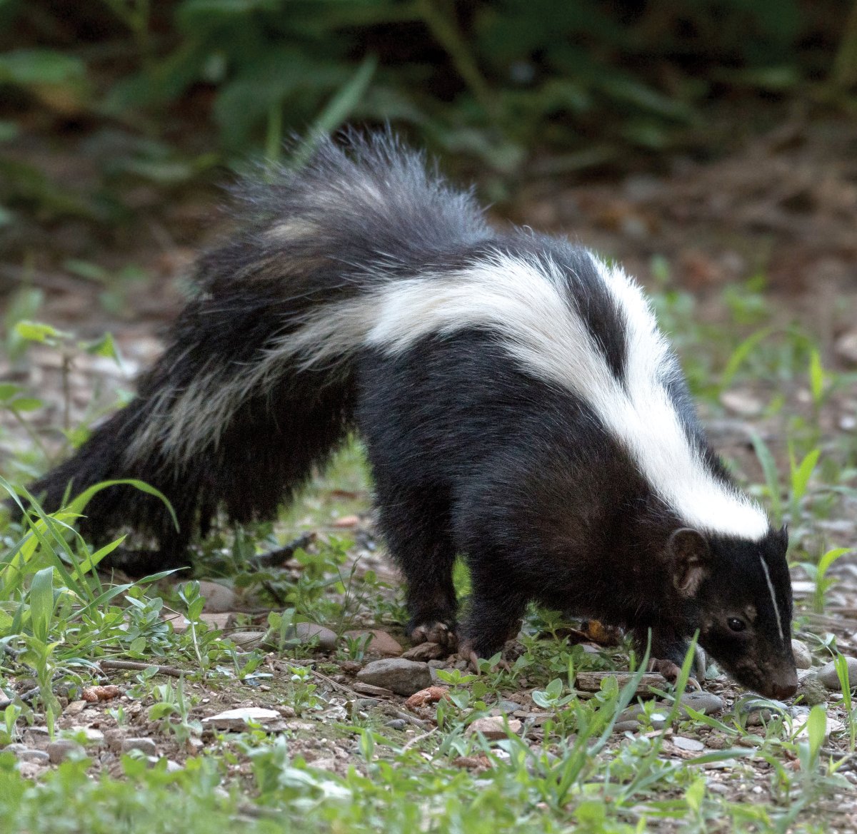 Скунс эндемик
