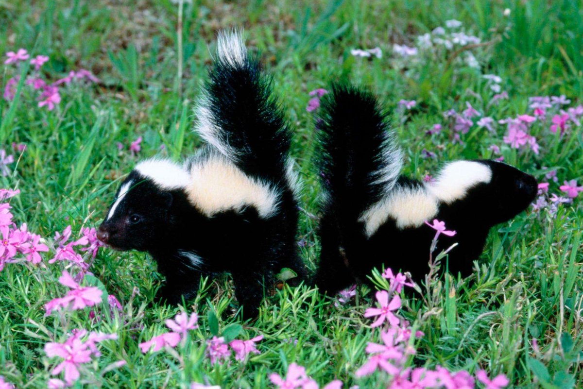 Скунс из Бэмби