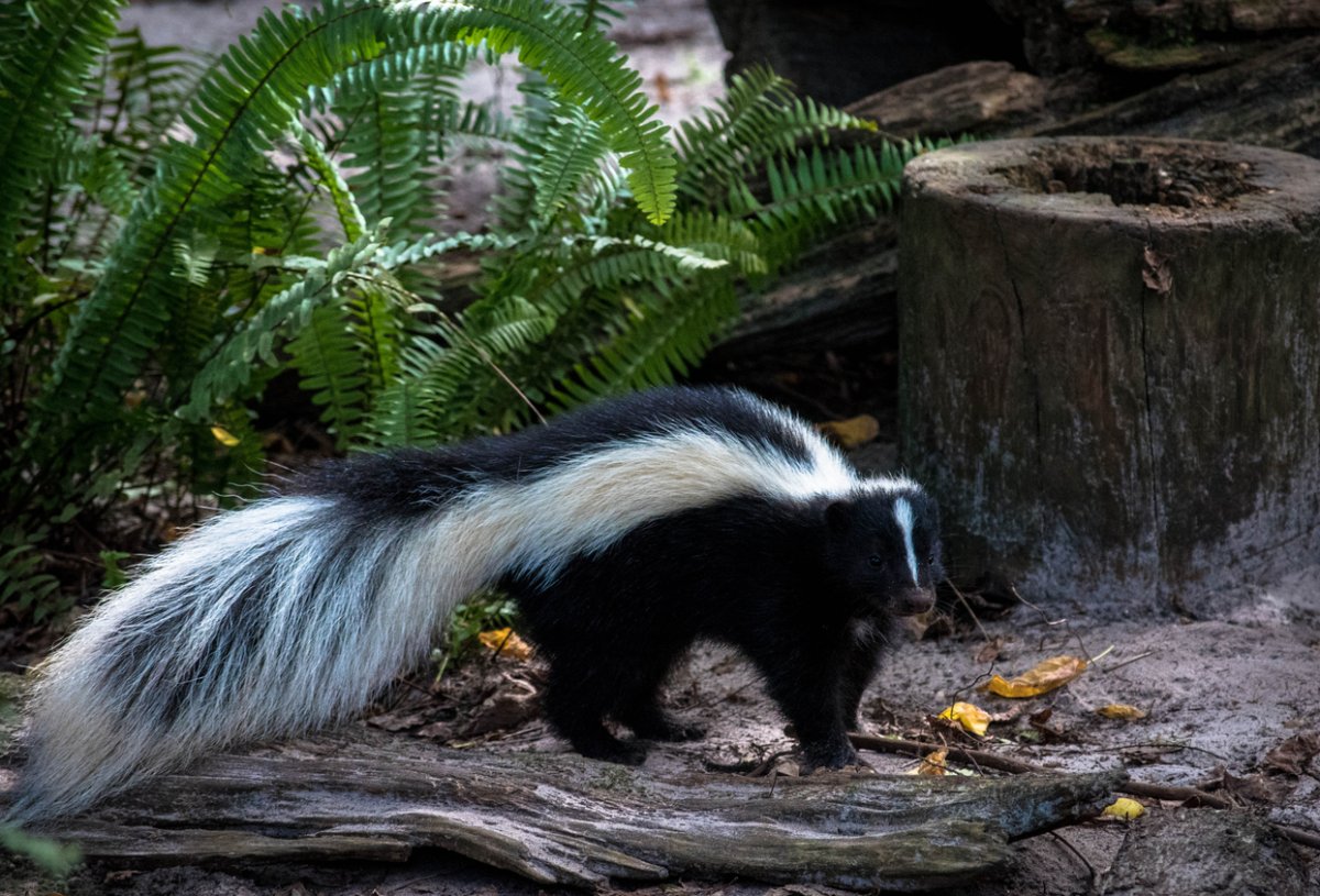 Скунс Америка