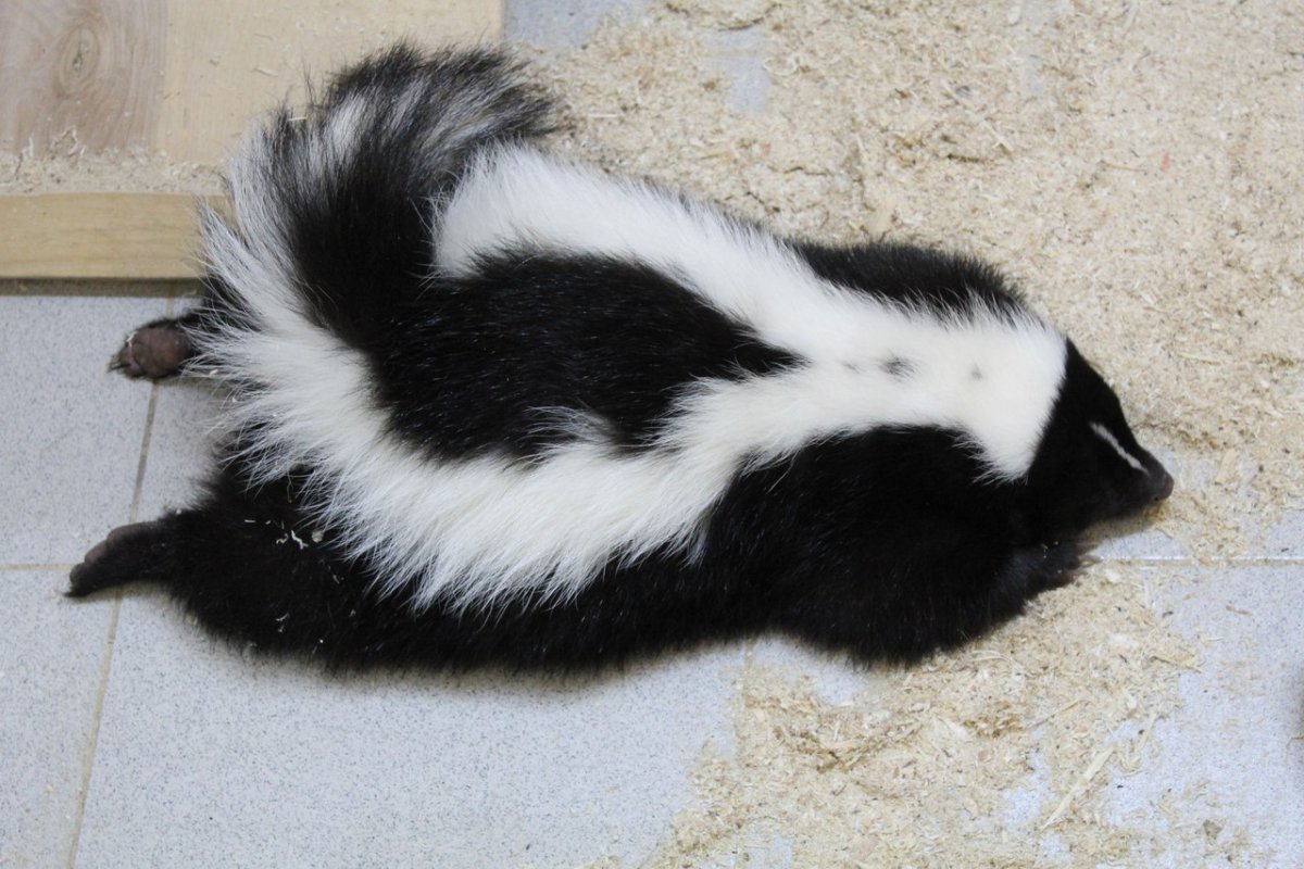 Детёныш скунса