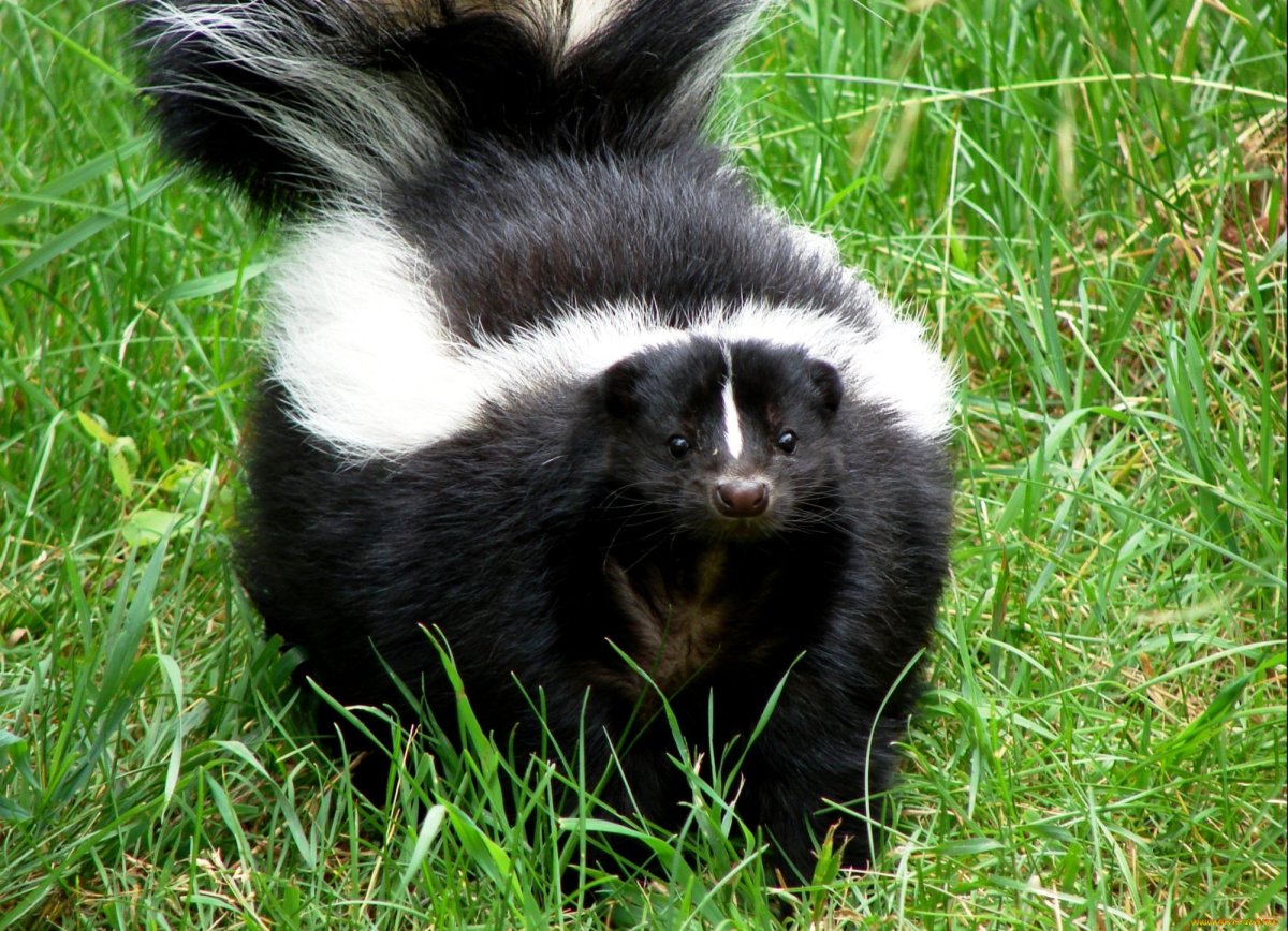 Луни Тюнз скунсиха