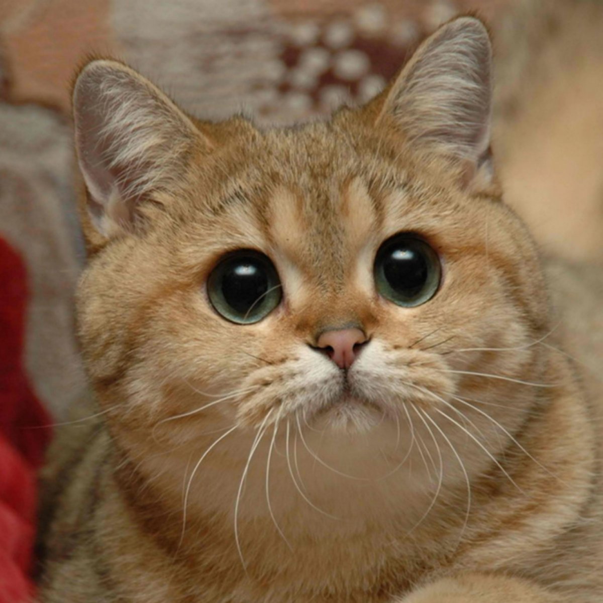 Ой только не надо мне завидовать