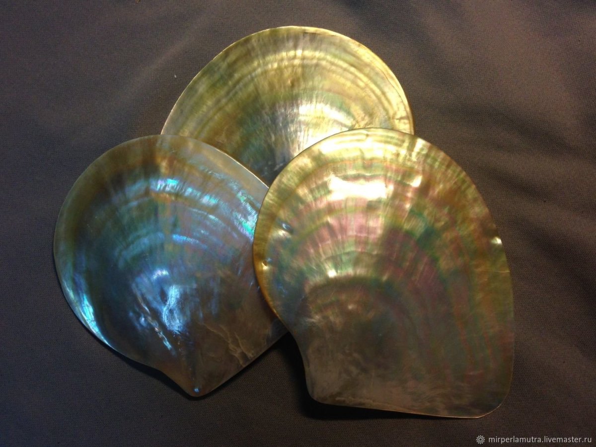 Перламутр Ракушка