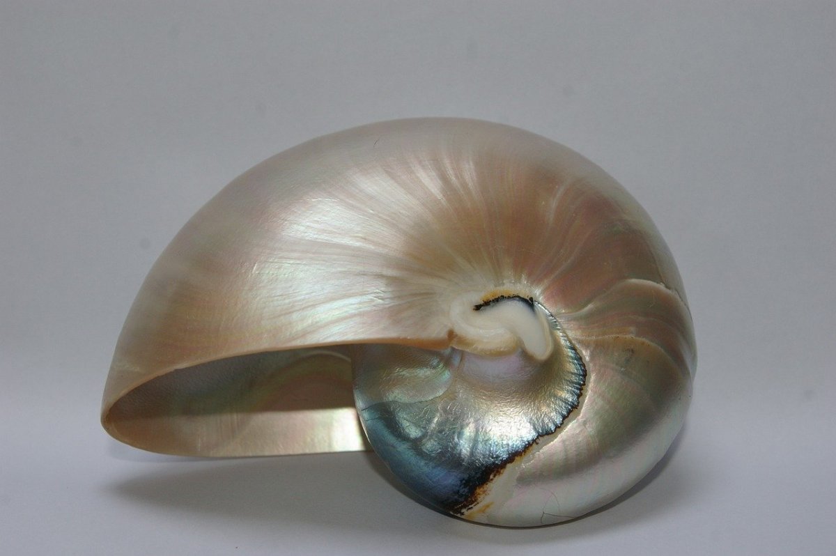 Жемчужный Наутилус