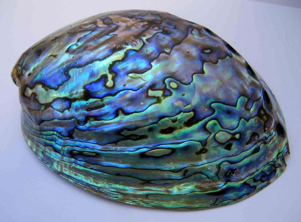 Галиотис моллюск