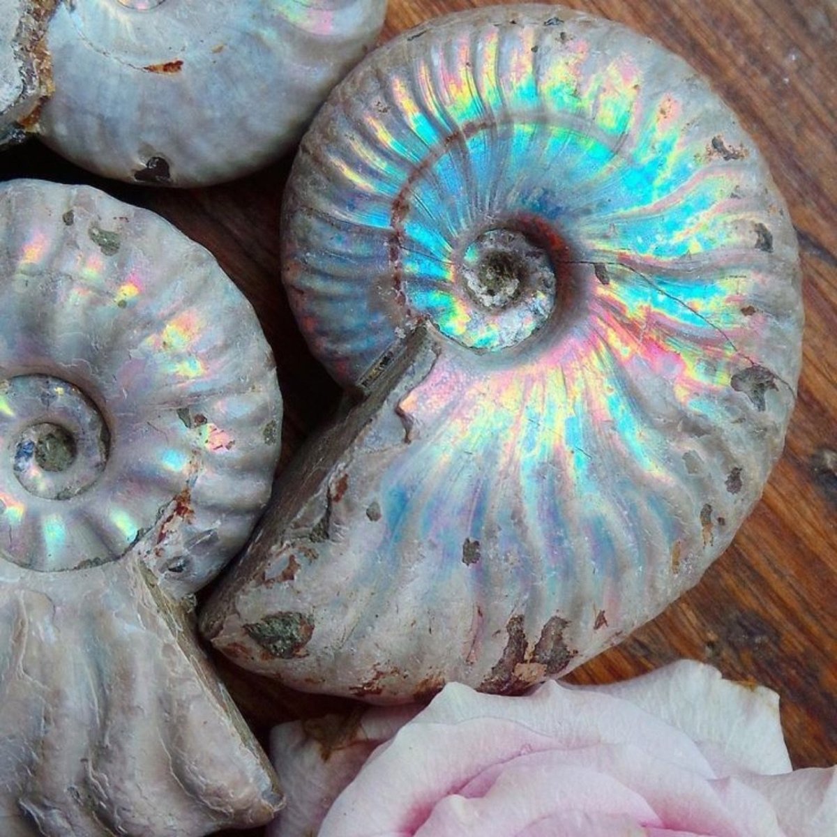 Перламутр интерференция