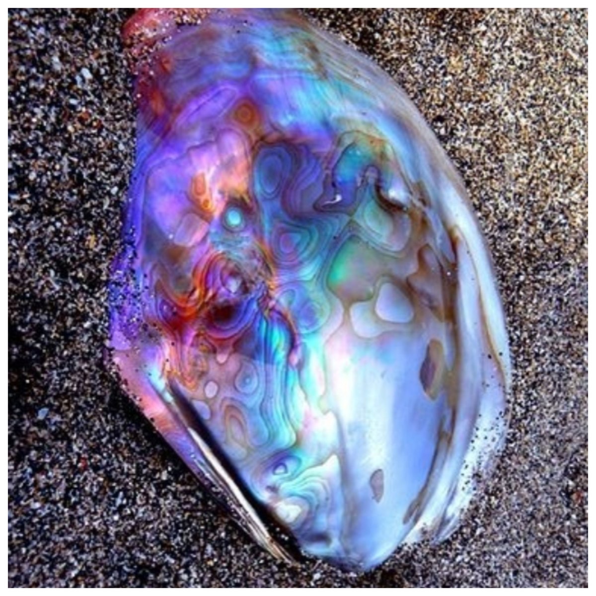 Перламутр абалон