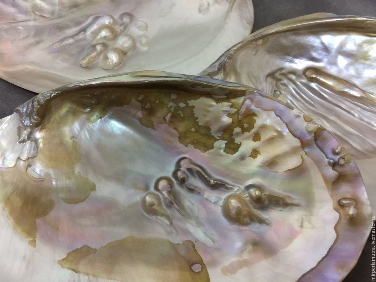 Ракушка перловица Жемчужница