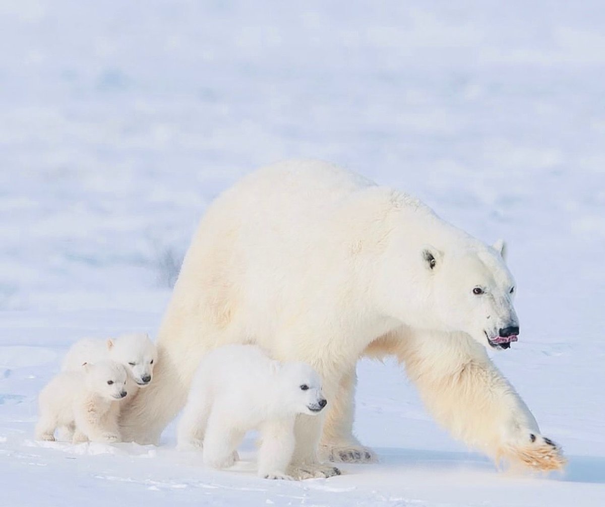 Умка Советский мультфильм