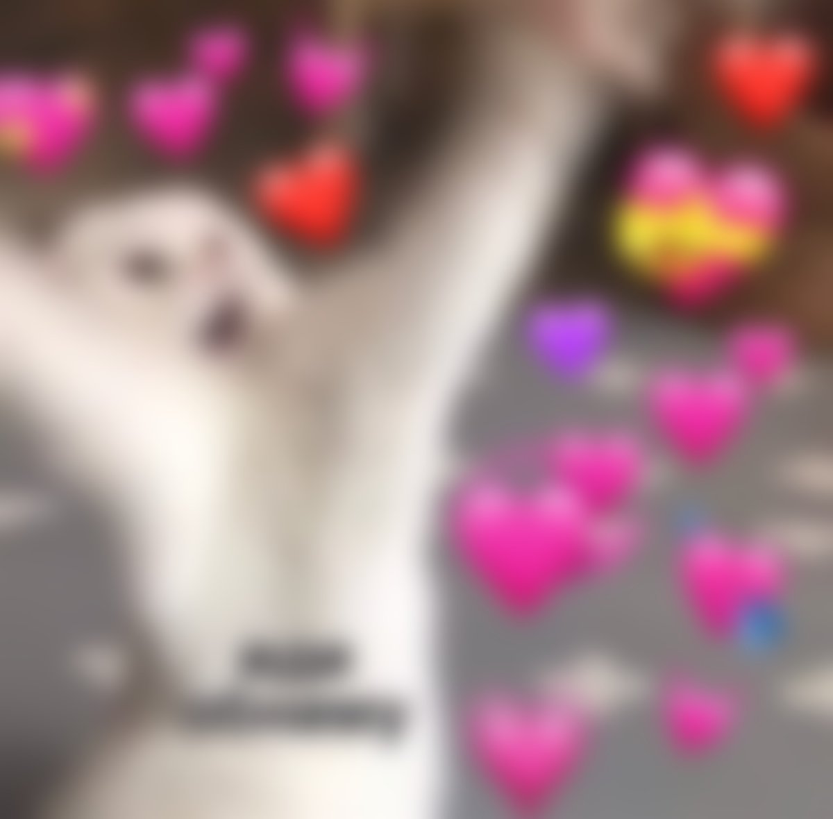 Котики обнимаются с сердечками