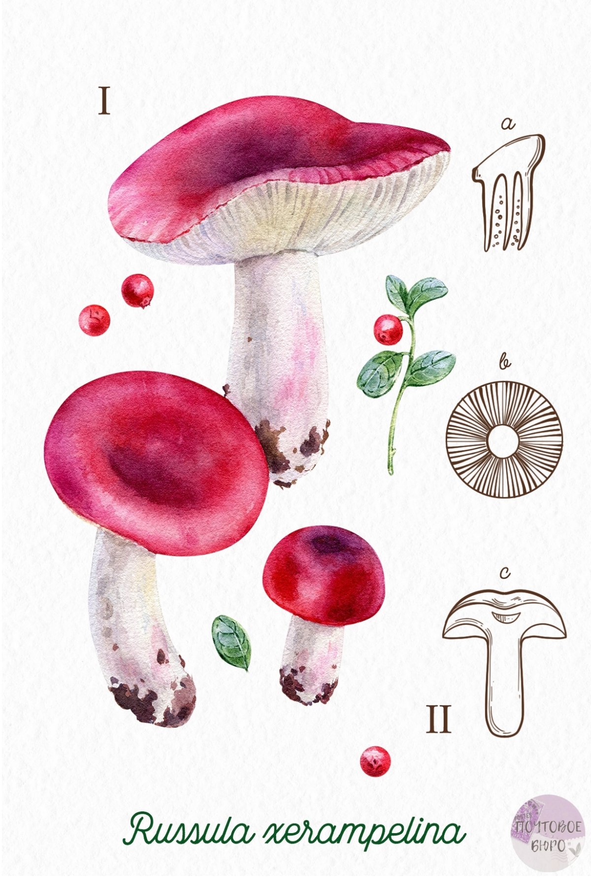 Сыроежка Вишневая