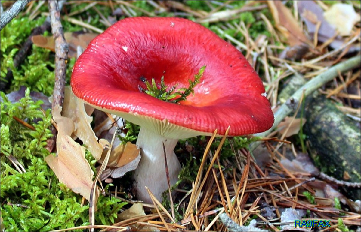 Сыроежка розовоножковая