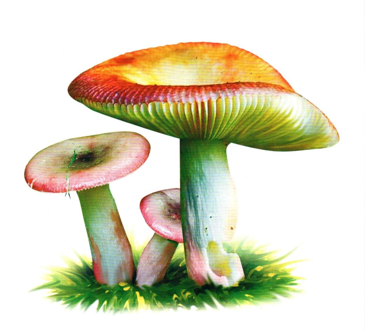 Гриб сыроежка на белом фоне