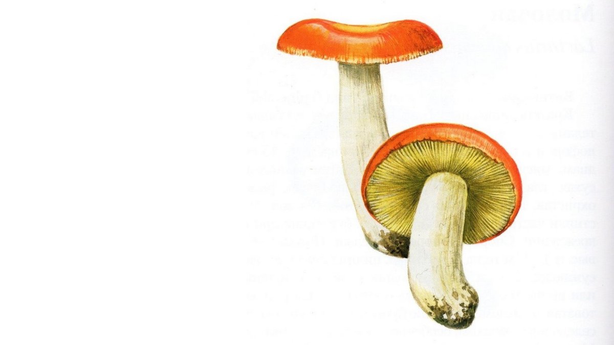 Гриб одиночный сыроежка на белом фоне