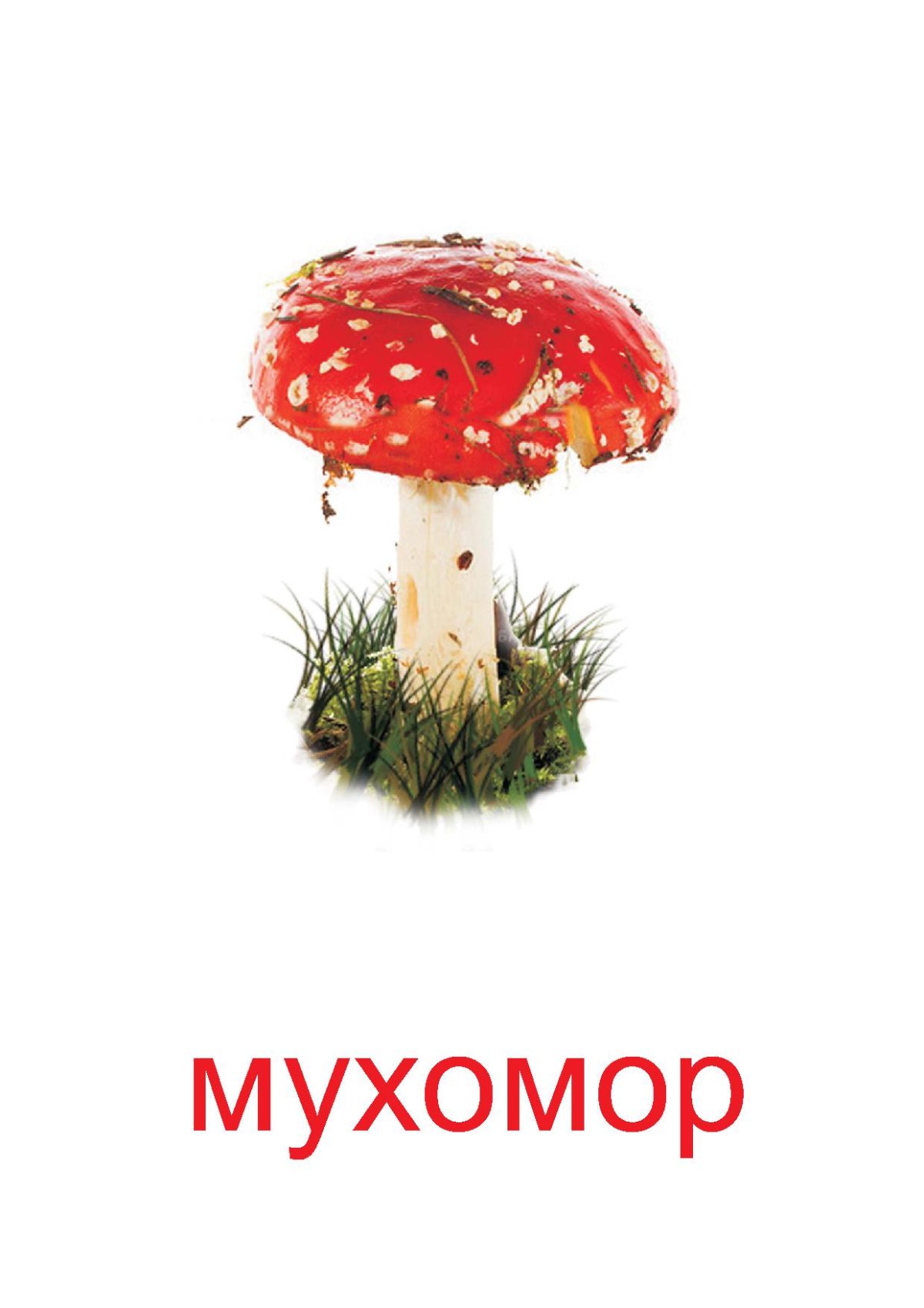 Карточки с грибами для детей мухомор