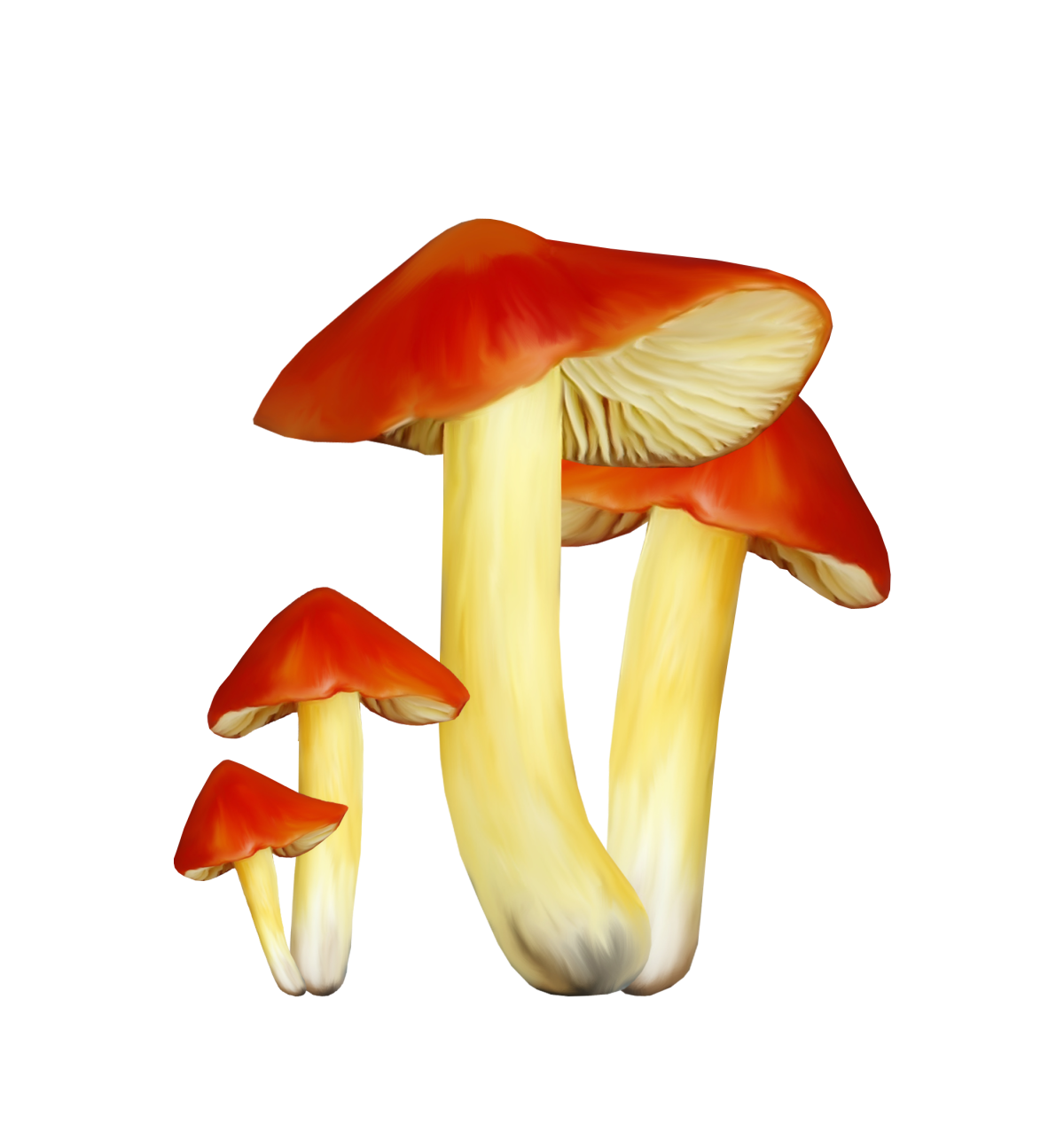 Грибы на прозрачном фоне для фотошопа