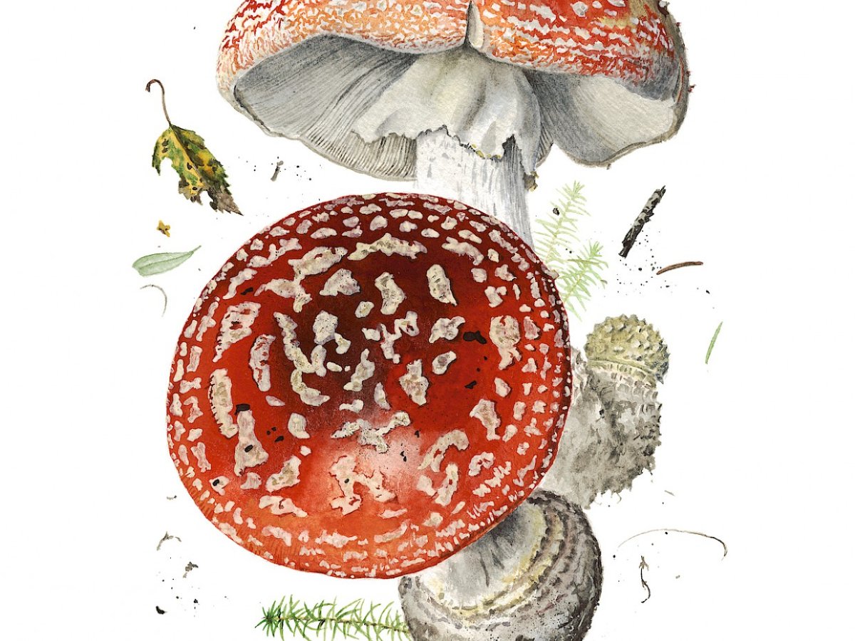 Александр Вязьменский грибы мухомор