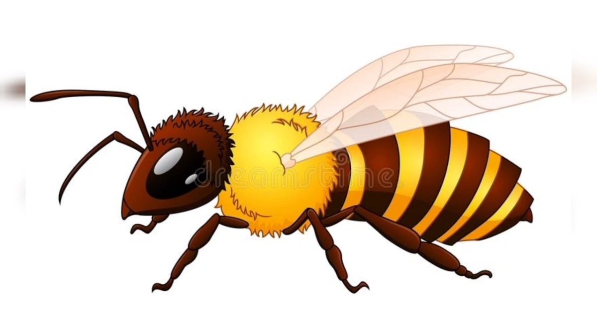 Оса мульт на белом фоне