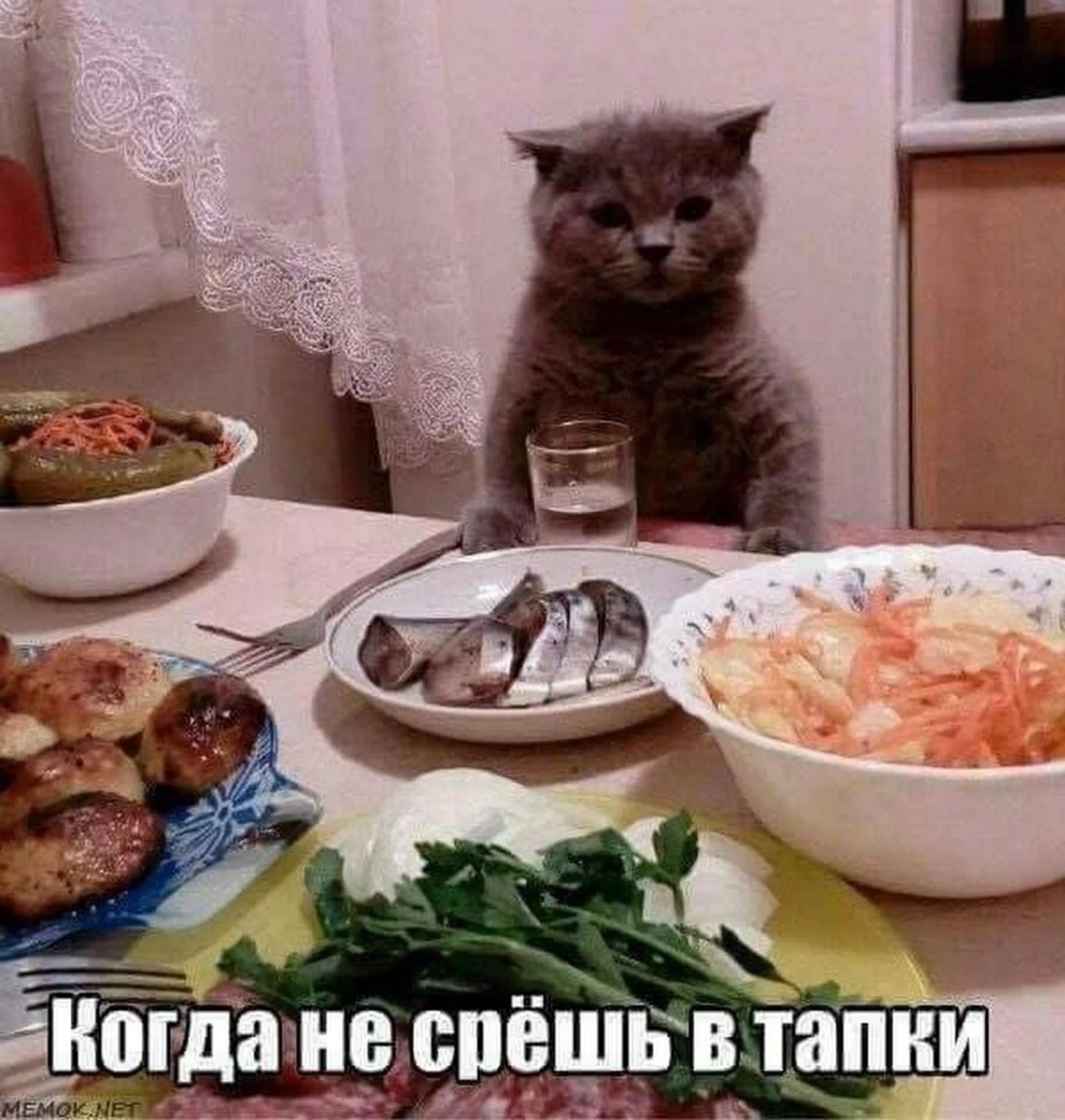 Кот за столом