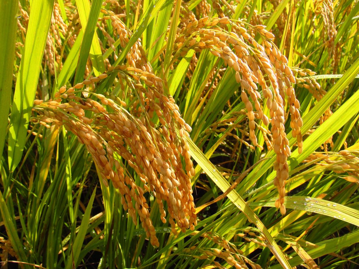 Рис (Oryza Sativa),