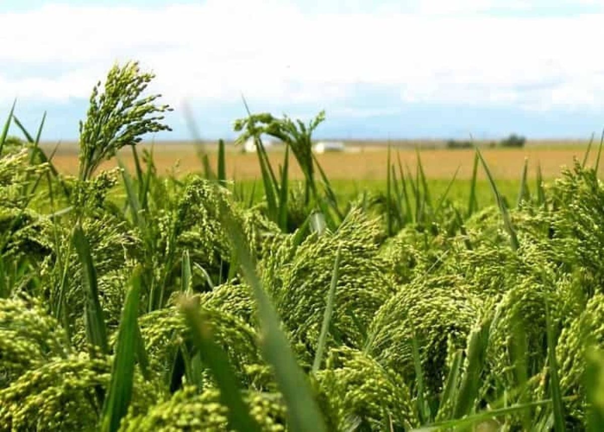 Пшено просо поле