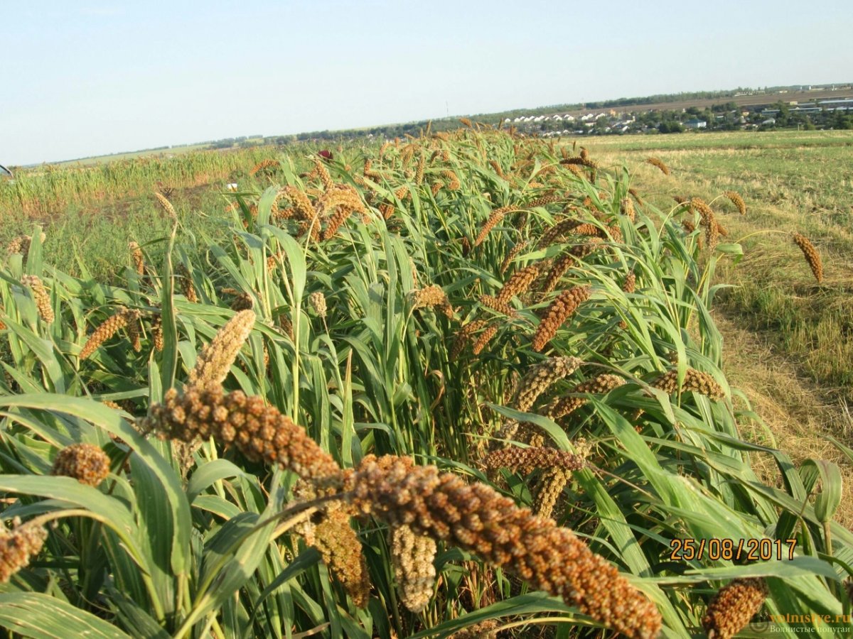 Чумиза и сорго