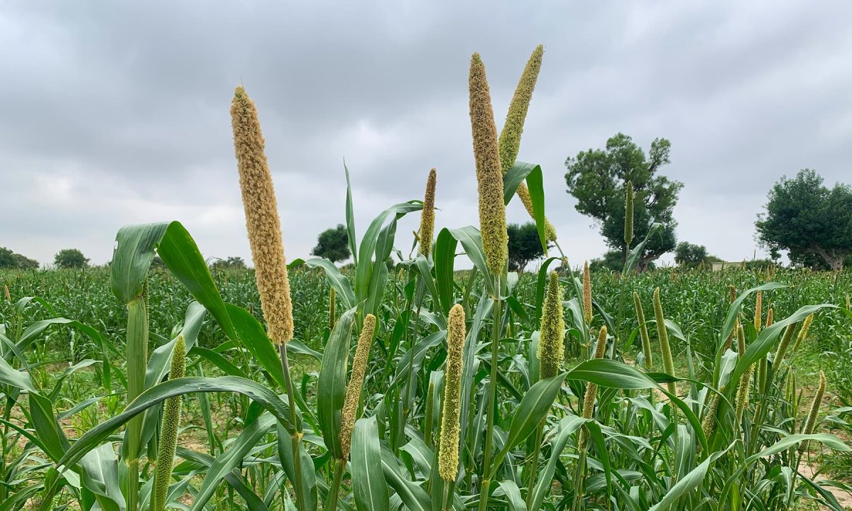 Просо африканское посев